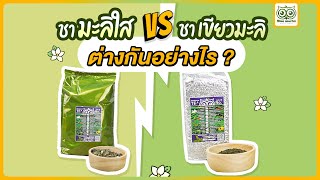 ใบชามะลิใสกับใบชาเขียวมะลิ แตกต่างกัน