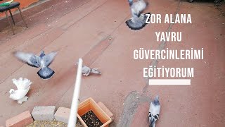 Yavru Güvercin Anne Babanın Yanından Ne zaman Ayrılması Gerekiyor Uçum eğitimi Ne zaman Başlar