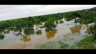 சித்திரங்குடி கண்மாய் மீன்கள் | Chithirangudi kanmoi fishes