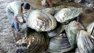 Looking for golden pearls among 10000 pearl clam shells, luckily she found them