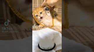 Edit:MIO!//video del gatito:no es mio||Sunny gacha