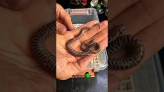 Children’s Pythons hatched! #molinarosnakelab #childrenspython #python #snakebreeding #snake #shorts