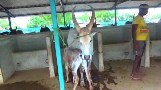 KANGAYAM SERIES : 21, The Calf is Drinking Milk From its Mother.