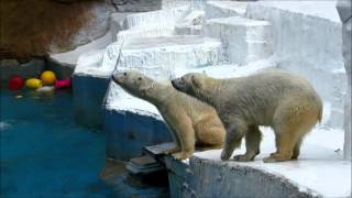 バフィンとモモのおやつタイム2016/3/25　天王寺動物園　ホッキョクグマ