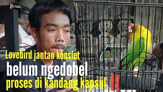 LOVEBIRD JANTAN KONSLET❗AWALNYA PENGEN BIKIN SARDOT JADINYA KONSLET‼️