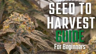 How to Grow Weed From Seed to Harvest | 2x2 Tent Beginners Guide