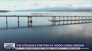 The struggle for fish at Hood Canal Bridge | FOX 13 Seattle