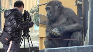 Kintaro is excited about the camera! Gentaro becomes indifferent. , Gorilla . Kyoto Zoo