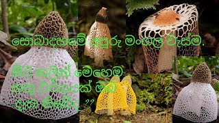 ස්වබාදහමේ  අපූරු මංගල වැස්ම.. මීට කලින් මෙහෙම හතු වර්ගයක් දැක තිබේද.??