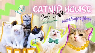 Catnip House Cat Cafe รวมแก๊งแมวที่จะทำให้คุณตกหลุมรัก