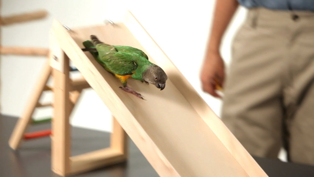 Teach Your Parrot To Go Down A Slide | Parrot Training - YouTube