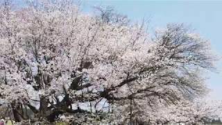 【南阿蘇村】一心行の大桜 20190407  ~Large cherry blossoms famous in Japan~