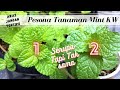 Mint KW vs Daun Mint | Cara Merawat, Cara Memperbanyak dan Harga Mint KW #koleksi_kebuncilik