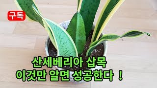 산세베리아 식물 삽목 이것만 알면 쉽게 성공할수 있습니다 Breeding Sanseveria Plants Can Succeed Easily