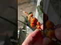 pollinating my plant to create berries anthurium clarinervium pollination