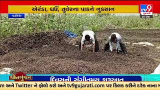 Unseasonal rain ruined crops in Gujarat, leaves Vadodara farmers in tear |TV9GujaratiNews