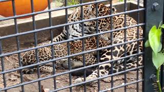 夏空♦㉖ジャガー・ルナちゃん・ニライちゃん・カナイちゃん・沖縄こどもの国・・・Jaguar・Okinawa Zoo \u0026 Museum(20240701)