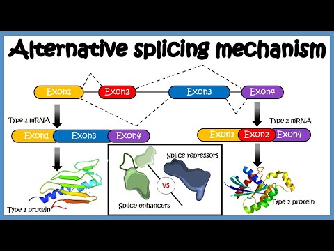 Which of the following processes is the best way to determine whether alternative splicing of a given gene occurs?