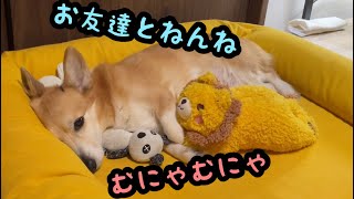 お散歩の後は眠くなるコーギー犬バロン