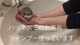 ハリネズミ　お風呂の入れ方〜シャンプーあり〜Hedgehog　How to put a bath〜フケ予防に保湿シャンプーを使っています。お風呂2回目