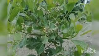 কাজু বাদাম গাছ।।The Cashew tree🥜