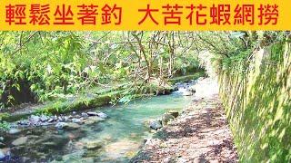 輕鬆坐著釣 大苦花蝦網撈 @巧遇山羌在玩水 #溪蝦 #山羌 #苦花