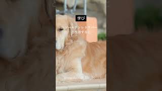 【至言】ゴールデンレトリバーの名言（犬から学べる事）　　　　　　　　　　　　#犬の名言#犬との暮らし#犬と人間#犬のいる生活#愛犬#かわいい#癒し