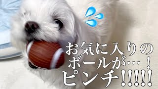 【マルチーズ】にこりんが大好きなボールが…！！