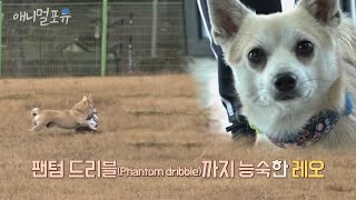 축구 개잘하는 강아지!!! 유기견에서 축구 천재견이 된 레오 ⚽ | KBS 굿모닝대한민국 211221 방송