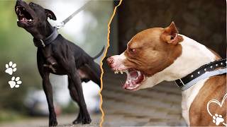 Your Pitbull Will Become Aggressive If You Ignore These 4 Things