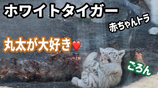 ヤンチャな赤ちゃんトラ🐯丸太でゴロン🩷　1月25日 東武動物公園　ホワイトタイガー