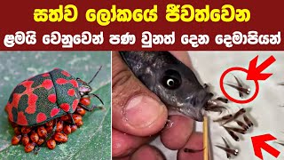 සත්ව ලෝකයේ සිටින හොඳම දෙමාපියන් 04ක් | 04 Best animal parents in the world