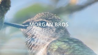 Morgan Bros - Bird