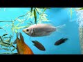 kissing gourami spotlight