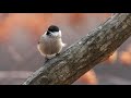 A few song birds of the Korea national arboretum (국립수목원)