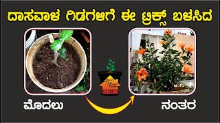 ದಾಸವಾಳ ಗಿಡಗಳಿಗೆ ಈ ಟ್ರಿಕ್ಸ್ ಬಳಸಿ #marysmanegarden #dasavalaflowerplant  #organic #gardener