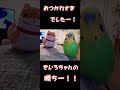 2022年度　インコさん大運動会！