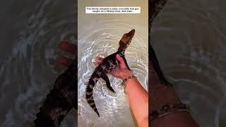 This family adopted a baby crocodile that got caught on a fishing hook #crocodile #short