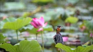 翠鳥荷花圖