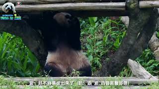 20180407 圓仔說這誰插的筍啦！很難拔耶～ The Giant Panda Yuan Zai