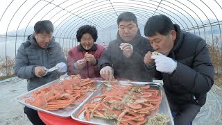 요즘 제철 대게찜 어머니와 함께 흡입합니다. [Steamed Snow Crab]