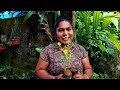 ഒട്ടനേകം ചെടികളുടെ വൻ വില്പന മേള lot of variety plants online plant sales video...