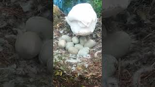 ❤🇮🇪 NEST🏟EGGS🥚MUTE SWAN STANDS SHOWING 9 EGGS🦢#megacute💧#relaxing💧LIKE👍subscribe🙏FULL video IN site😇