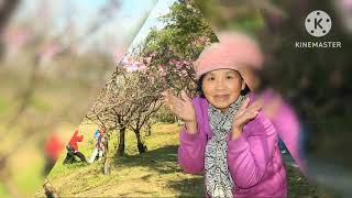 東湖內溝溪櫻花開滿毗鄰市區的世外桃源Cherry blossoms bloom in the Neigou River in a paradise adjacent to the urban area