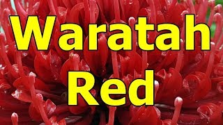 Waratah red - Telopea HD video 01