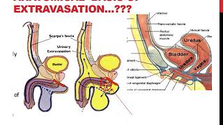 PELVIS AND PERINEUM- 02. PERINEUM