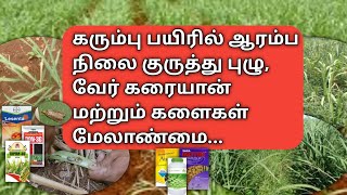 கரும்பில் ஆரம்ப நிலை குருத்து புழு, வேர்க்கரையன் மற்றும் களைகள் மேலாண்மை / sugarcane weeds \u0026 borers