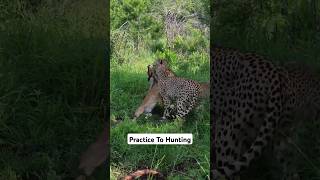 Cheetah Cubs Practice To Hunting #cheetah #animals #shorts