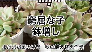 [多肉植物]窮屈なのの鉢増し　秋の植え替え作業^_^私の戯言