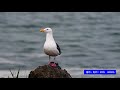 🐓🐓🎥『💖オオセグロカモメの鳴き声』（鳥類・約2分）・４k撮影